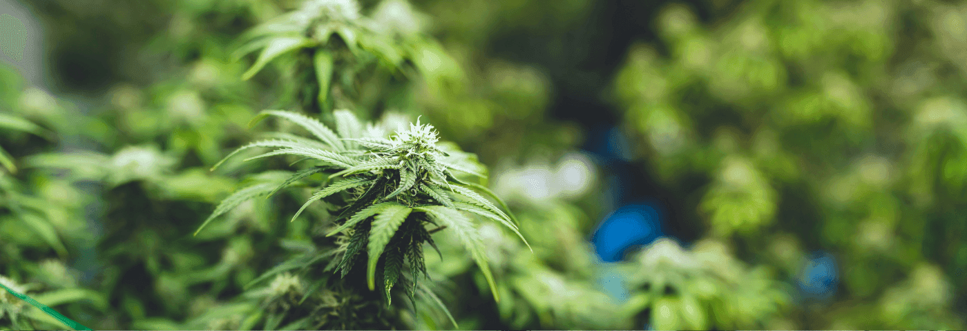 Cannabispflanzen